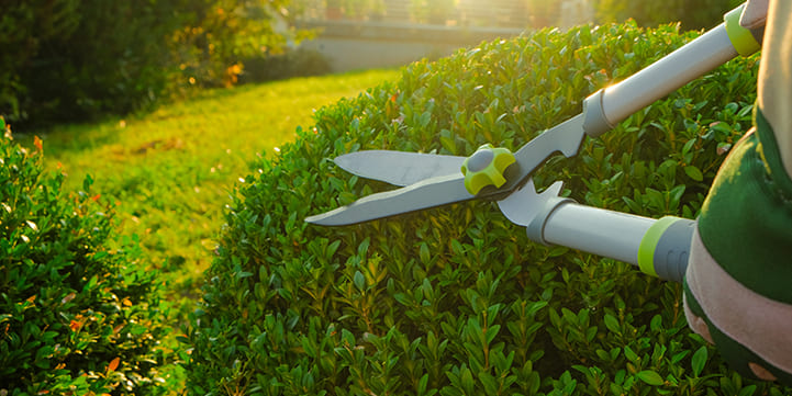 Trimming and Pruning Local Services in Salem OR