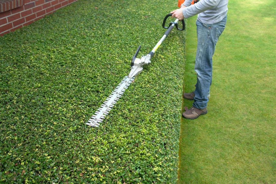 tree pruning service in Salem, OR